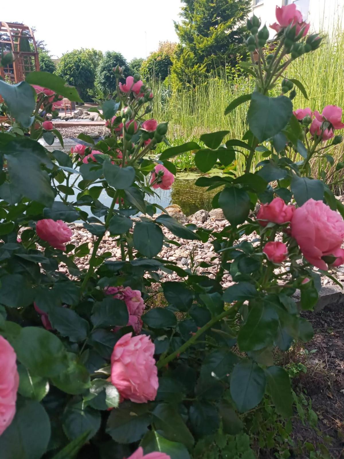 Ferienwohnung Toelle Bad Rehburg Экстерьер фото